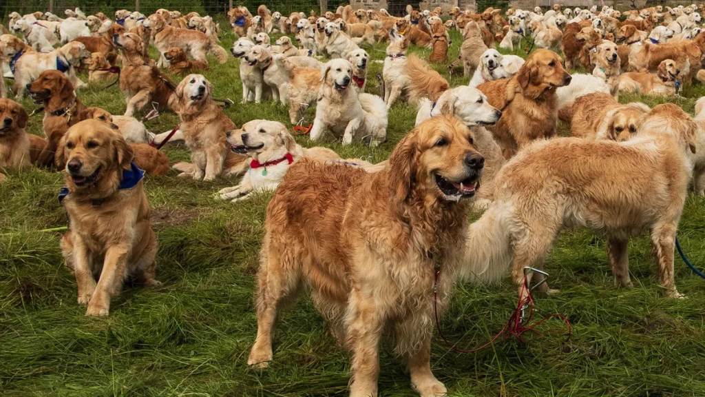 Un encuentro sin precedentes: Palermo fue escenario del mayor evento de golden retriever del&nbsp;mundo