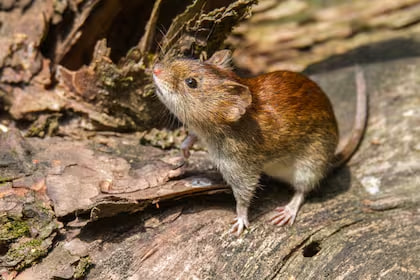 Alertan por brotes de hantavirus y refuerzan protocolos en la región más&nbsp;afectada